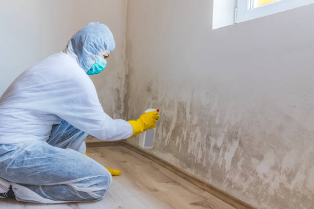 Licensed Mold Removal service in Peoria, IL - WQB Mold Removal